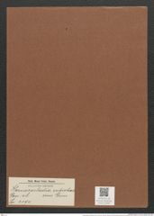 Homoeocladia subcohaerens Grun. (de-Toni-Nr.: Genus 48, Species 2190) Zeichnungen Sammlung Grunow Mappe 02403 (Herbarium_W_Grunow_drawings_Folder_02403)